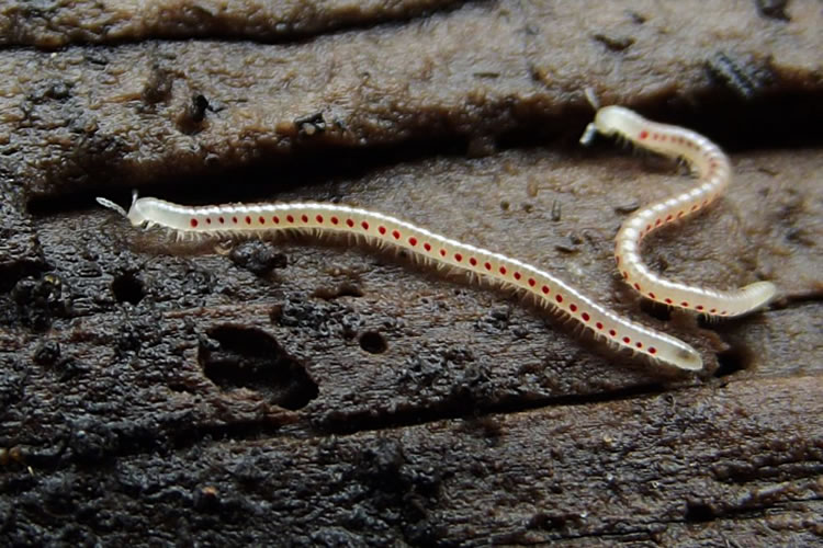 Представитель Семейства Blaniulidae